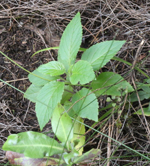 Lobelia physaloides