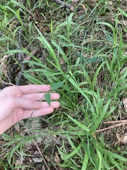 Vincetoxicum woollsii