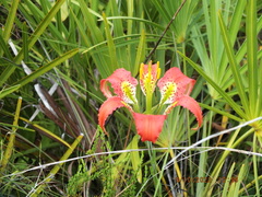 Lilium catesbaei