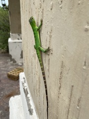 Ctenosaura macrolopha