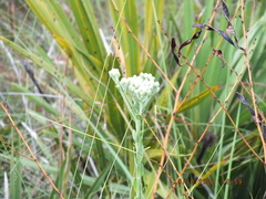 Carphephorus corymbosus