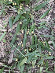 Eremophila debilis