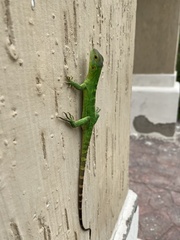 Ctenosaura macrolopha