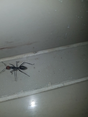 Camponotus singularis