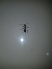 Camponotus singularis