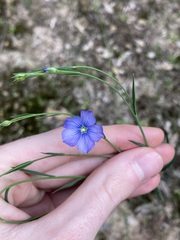 Linum marginale