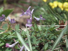 Corydalis