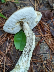 Leccinum snellii