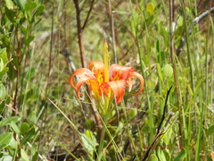 Lilium catesbaei