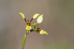Diuris praecox