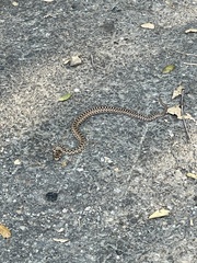 Pituophis catenifer catenifer