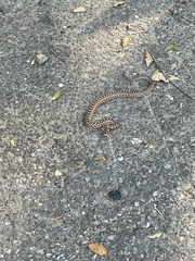 Pituophis catenifer catenifer