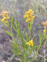 Gutierreziinae