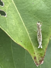 Culladia hastiferalis