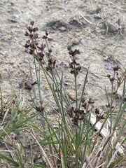 Juncus balticus