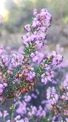 Erica manipuliflora