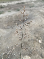 Poa