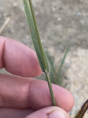 Poa