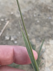Poa