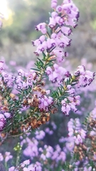 Erica manipuliflora