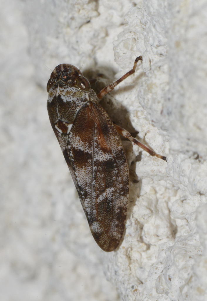 Aphrophora corticea