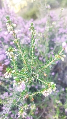 Erica manipuliflora