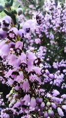 Erica manipuliflora