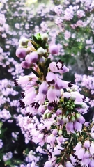 Erica manipuliflora