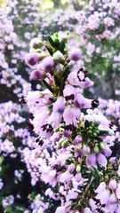 Erica manipuliflora