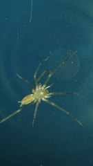 Cithaeron praedonius