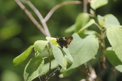 Autochton siermadror