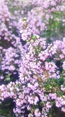 Erica manipuliflora