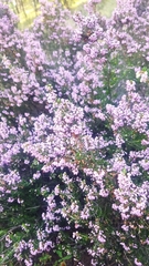 Erica manipuliflora