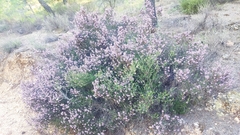 Erica manipuliflora