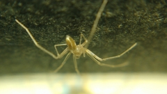 Cithaeron praedonius