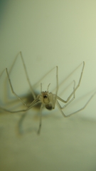 Cithaeron praedonius