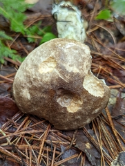 Leccinum snellii