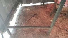 Eutropis longicaudata