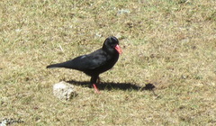 Pyrrhocorax pyrrhocorax