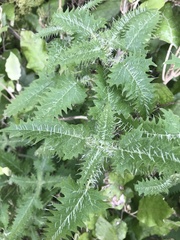 Urtica ferox