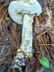 Leccinum snellii