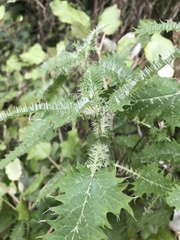 Urtica ferox