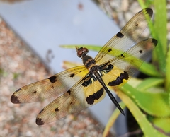 Rhyothemis variegata