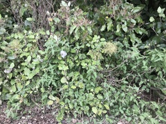 Urtica ferox