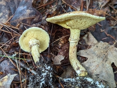 Suillus acidus