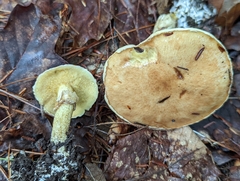 Suillus acidus