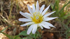Tragopogon collinus