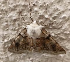 Acronyctodes mexicanaria