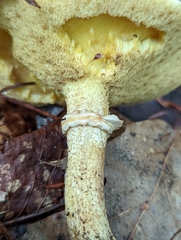Suillus acidus