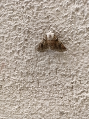 Acronyctodes mexicanaria